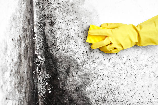 Best Local Mold Removal Service  in Taft Southwest, TX
