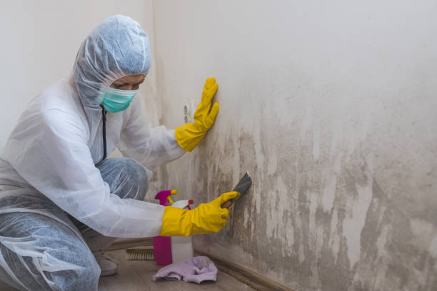 Best Home Mold Removal  in Taft Southwest, TX
