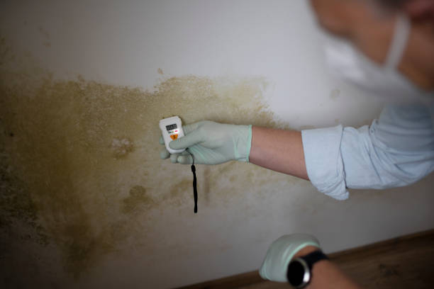 Best Black Mold Removal  in Taft Southwest, TX