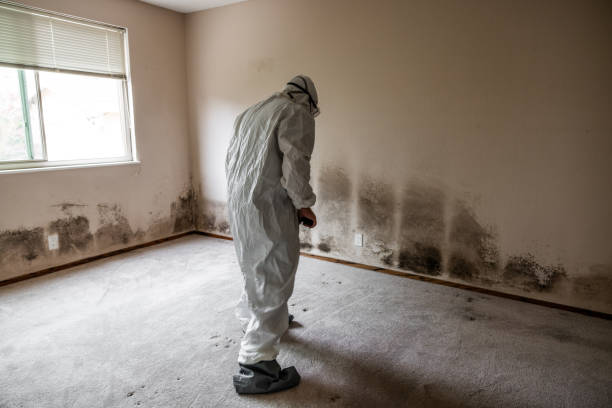 Mold Removal Process in Taft Southwest, TX