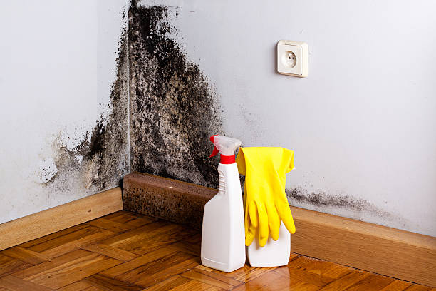 Best Residential Mold Removal  in Taft Southwest, TX