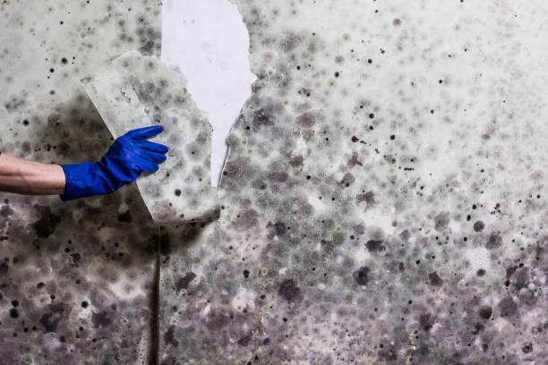 Best Toxic Mold Removal  in Taft Southwest, TX
