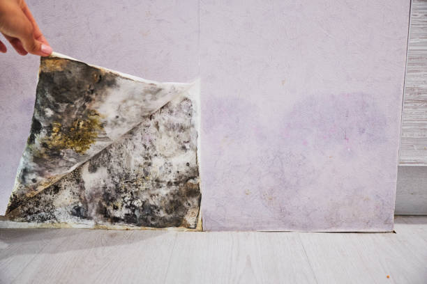 Best Best Mold Removal Companies  in Taft Southwest, TX